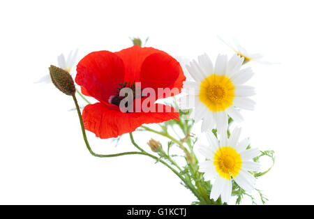 einfache Posy Mohn und Garland Chrysanthemen isoliert auf weißem Hintergrund Stockfoto