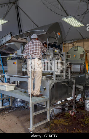 Arbeiter Reinigung Entrappen Maschine, zerquetschen pad, Rutherford, Quintessa, Napa County, Kalifornien, Napa Valley Stockfoto