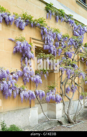 Glyzinien für das neue Gebäude in Magdalen College. Oxford, UK Stockfoto