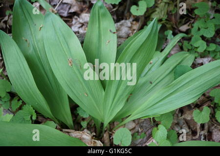 Nahaufnahme der Blätter der Rampen. Stockfoto