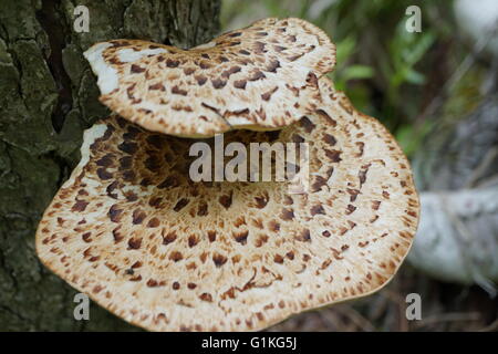 Pilze (Polyporus an) bekannt als die Dryade Sattel, Fasan wieder Pilz oder Falken Flügel. Stockfoto