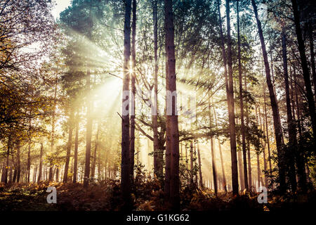 Herbstliche Sonnenlicht durch die Bäume. Norfolk, Großbritannien. Stockfoto