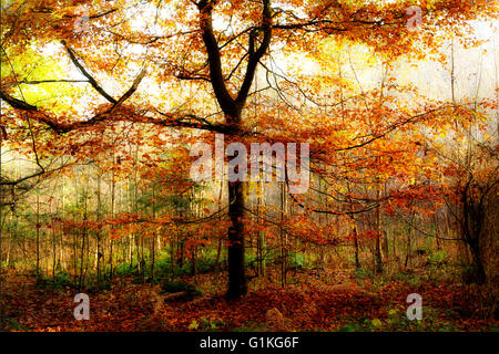 Herbstliche Sonnenlicht durch die Bäume. Norfolk, Großbritannien. Stockfoto