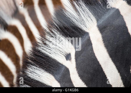 Nahaufnahme von Mähnen der zwei gemeinsamen Zebras Equus Quagga. Streifen der junge Zebras sind braun statt schwarz Stockfoto