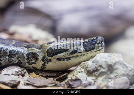 Makro-Ansicht des Kopfes von einem afrikanischen Rock Python, Python sebae Stockfoto