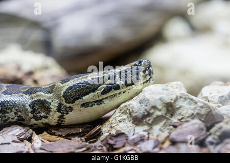 Detail des Kopfes von einem afrikanischen Rock Python, Python sebae Stockfoto