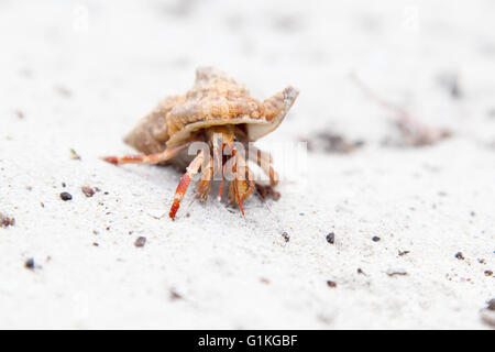 Eine kleine orange Einsiedlerkrebs an einem tropischen Strand mit weißem sand Stockfoto