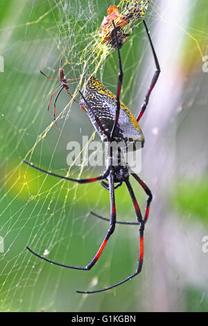 Eine große weibliche golden Orb-Seidenweberin Spinnen, Nephila Madagascariensis, mit einem kleinen Männchen Stockfoto