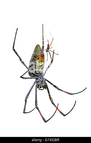 Ein kleines Männchen golden Silk Orb-Weaver Spinne Nephila Madagascariensis, Paarung mit einem riesigen Weibchen. Weißem Hintergrund Stockfoto