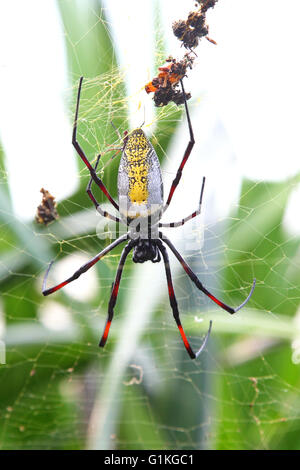 Weibliche Holz Riesenspinne, Nephila Madagascariensis, im Internet eine Beute warten Stockfoto