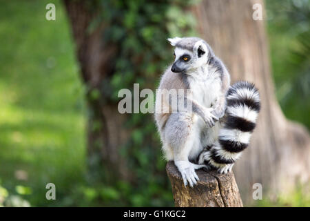 Ein Katta Lemur Catta, sitzen auf einem Baumstamm und schaut sich um Stockfoto