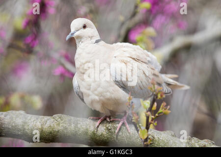 Eurasian collared Dove, Streptopelia Decaocto, thront auf einem Zweig der Pfirsichbaum in Blüten Stockfoto