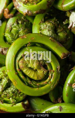 Rohe Bio grüne Farnwedel Farne bereit zum Kochen Stockfoto