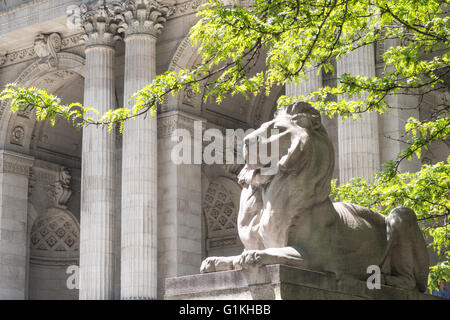 Löwe Statue, New York Public Library, Zweig, NYC Stockfoto