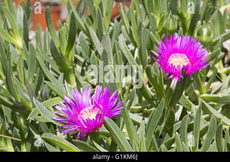Khoi Acinaciforme (Hottentotten Abb.), Blüten und Blätter Stockfoto