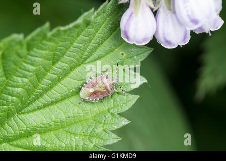 Ein Erwachsener Schlehe / behaarte Shield bug (Dolycoris Baccarum) auf einem Blatt Stockfoto