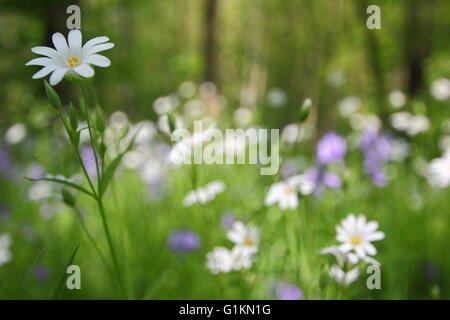 Eine Drift von größeren Stitchwort (Stellarai Holostea) Blume unter Glockenblumen in einem Laubwald im Derbyshre England UK - Mai Stockfoto