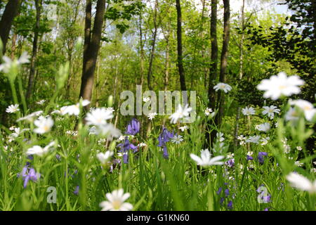 Eine Drift von größeren Stitchwort (Stellarai Holostea) Blume unter Glockenblumen in einem Laubwald an einem sonnigen Tag, England UK Stockfoto