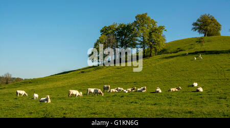 Charolais Kühe weiden im Frühjahr. Brionnais. Saône et Loire. Bourgogne-Franche-Comté. Frankreich Stockfoto