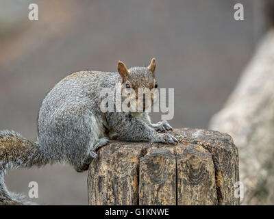 Sciurus Carolinensis, gemeinsamen Namen östliche graue Eichhörnchen oder Grauhörnchen je nach Region, ist ein Baum-Eichhörnchen in der Gattung Sc Stockfoto