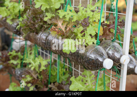 wachsende Salat in gebrauchten Plastikflaschen, Wiederverwendung Recycling-Eco-Konzept Stockfoto