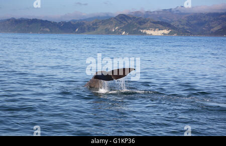 Pottwal Tauchen in Kaikoura auf der Nordinsel Neuseelands Stockfoto