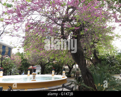 Frühling in Alameda Park Marbella, Andalusien Stockfoto