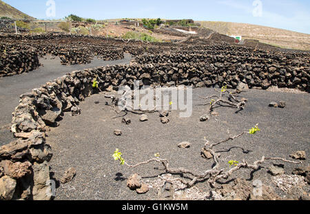 Trockenmauern und Weinreben in geschützten Gehäusen, in der Nähe von Orzola, Lanzarote, Kanarische Inseln, Spanien Stockfoto