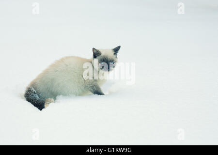 Katze sitzt im Schnee Stockfoto