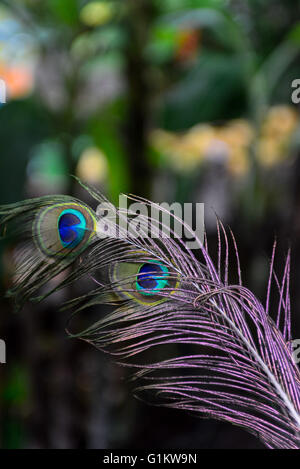 Pfauenfeder mit natürlichen grünen Baum Hintergrund, erschossen in Queensland, Australien Stockfoto