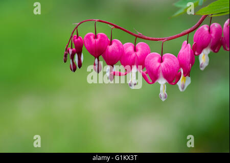 Tränendes Herz Blume Pflanze Stockfoto