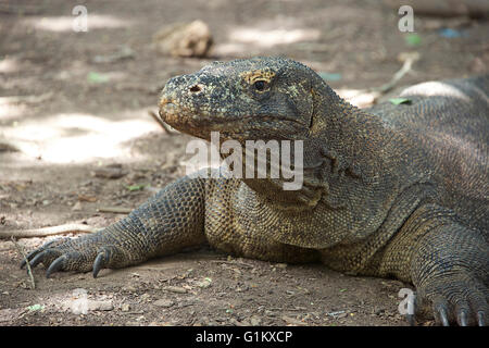 Closeup Komodo-Waran Indonesien Komodo Insel Komodo National Park Stockfoto