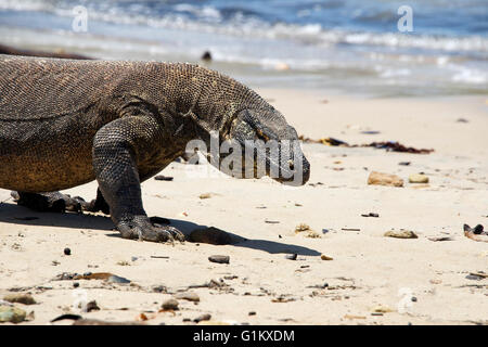Komodo Dragon am Strand Indonesien Komodo Insel Komodo National Park Stockfoto