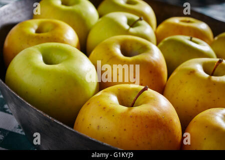 Ein Tablett mit Goldrush Äpfel aus Lancaster, Pennsylvania, USA Stockfoto