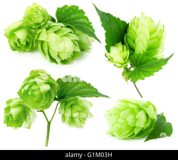 grünen Hopfen Sammlung auf dem weißen Hintergrund isoliert. Stockfoto