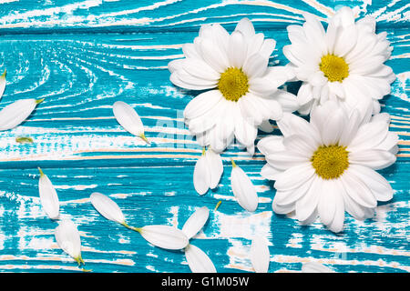 weiße Gänseblümchen auf dem blauen Hintergrund aus Holz. Stockfoto