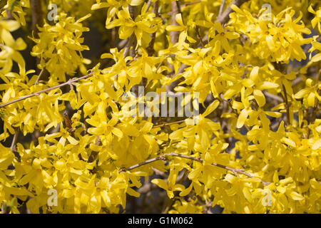 Cornus Mas gelbe Blumen blühen. Stockfoto