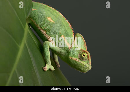 Jemenchamäleon (Chamaeleo Calyptratus) Stockfoto