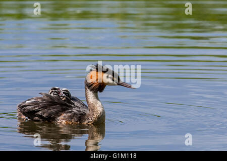 Great crested Haubentaucher (Podiceps Cristatus) Schwimmen im Teich beim tragen zwei Küken auf dem Rücken Stockfoto