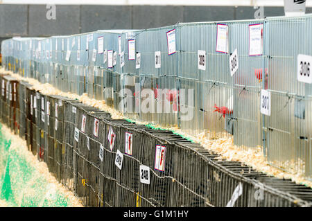 Hühner in Käfigen auf einer landwirtschaftlichen Messe. Stockfoto