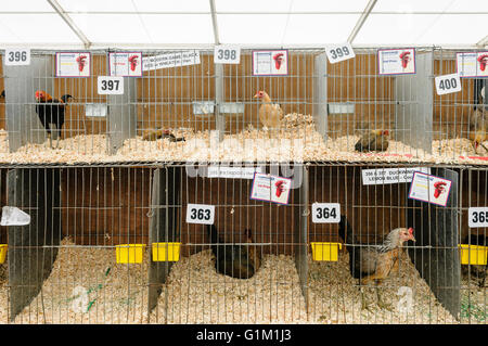 Seltene Rasse Hühner in Käfigen auf einer landwirtschaftlichen Messe. Stockfoto