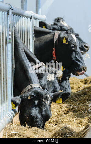 Holstein-Friesian Essen aus einem Futtertrog in einem Vieh Viehstall tragen Neck Kragen Bewegung Transponder und Tracker. Stockfoto