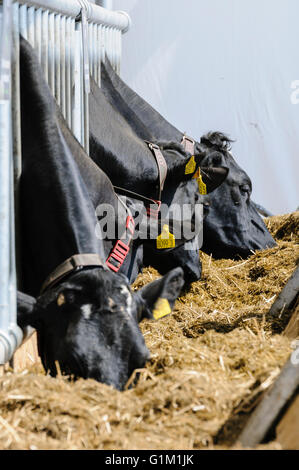 Holstein-Friesian Essen aus einem Futtertrog in einem Vieh Viehstall tragen Neck Kragen Bewegung Transponder und Tracker. Stockfoto
