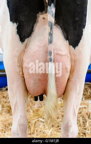 Euter und Tail einer Holstein Kuh. Stockfoto