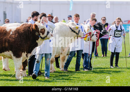 Junge Handler zeigen eine Vielfalt der Rinderrassen bei einer landwirtschaftlichen Shows. Stockfoto