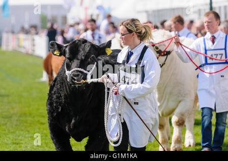 Junge Handler zeigen eine Vielfalt der Rinderrassen bei einer landwirtschaftlichen Shows. Stockfoto