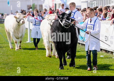 Junge Handler zeigen eine Vielfalt der Rinderrassen bei einer landwirtschaftlichen Shows. Stockfoto