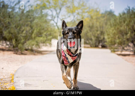 Deutscher Schäferhund läuft mit einer roten Kugel während des Tragens einer patriotischen bandana Stockfoto