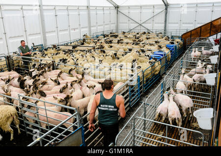 Schafe im Stifte bereit, bei einer Schafschur Wettbewerb geschoren werden. Stockfoto