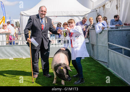 Samara Radcliffe (Banbridge) gewinnt den 1. Preis im junior handling Wettbewerb mit ihrem britischen Saddleback bei Balmoral S Schwein Stockfoto